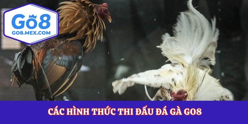 Các hình thức thi đấu đá gà Go8